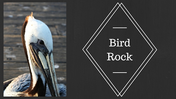 Image of pelican with the words "Bird Rock" written over it
