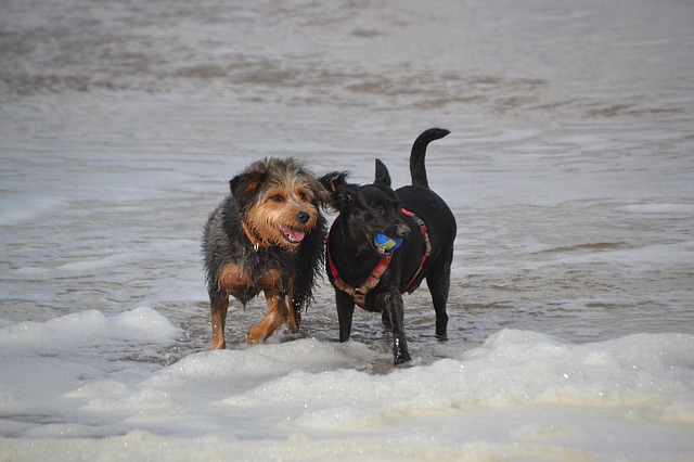 Two dogs playing in the surf