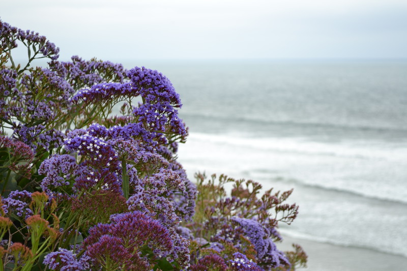 Purple flowers on beach overlooking Pacific Ocean