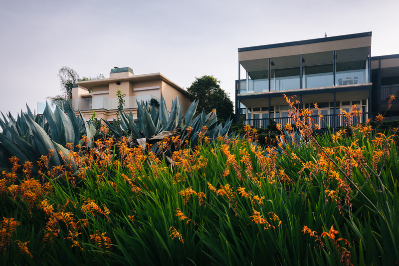 Blooming flowers in front of oceanfront homes in La Jolla