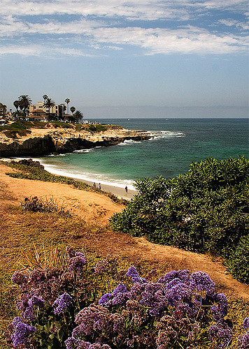 View of purple flowers and oceanfront at La Jolla Shores