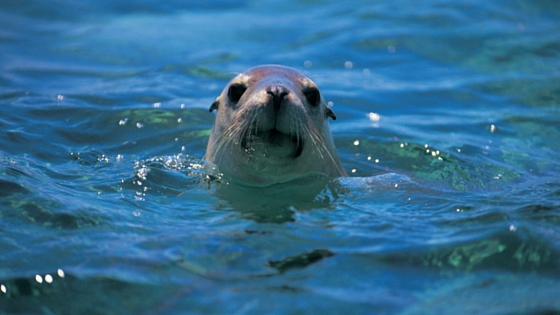 Sea lion surfacing from water